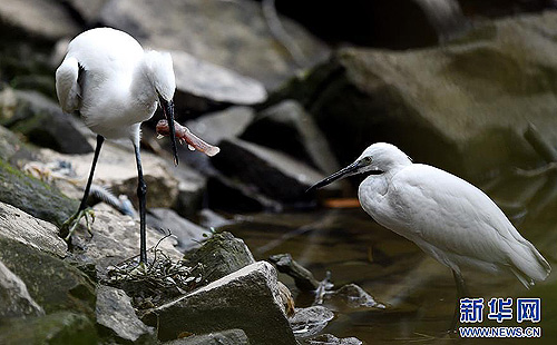 Little egrets inhabit Fuzhou’s Xihu Park