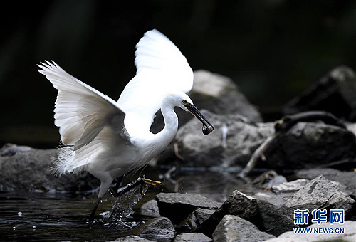 Little egrets inhabit Fuzhou’s Xihu Park