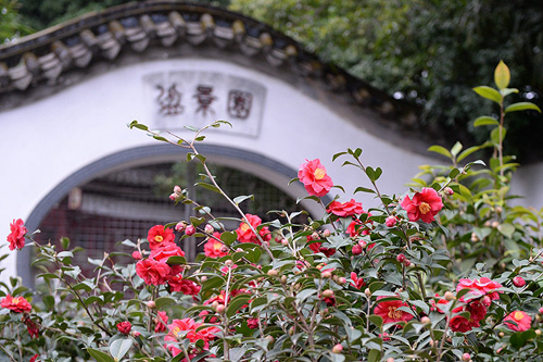 6 best places to see Fujian's beautiful winter flowers