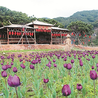 6 best places to see Fujian's beautiful winter flowers