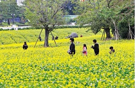 6 best places to see Fujian's beautiful winter flowers