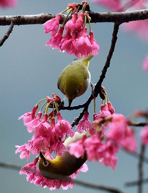 Nature's painting of flower and bird