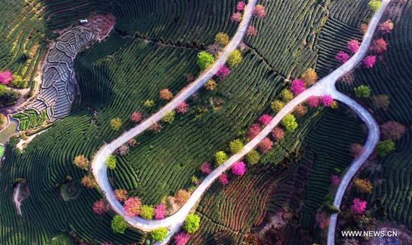 Tourists visit tea plantation in SE China's Fujian