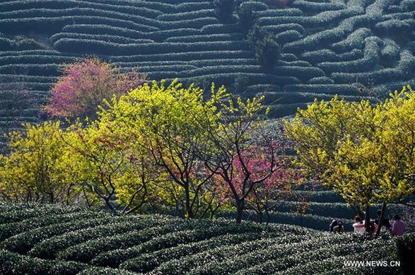 Tourists visit tea plantation in SE China's Fujian