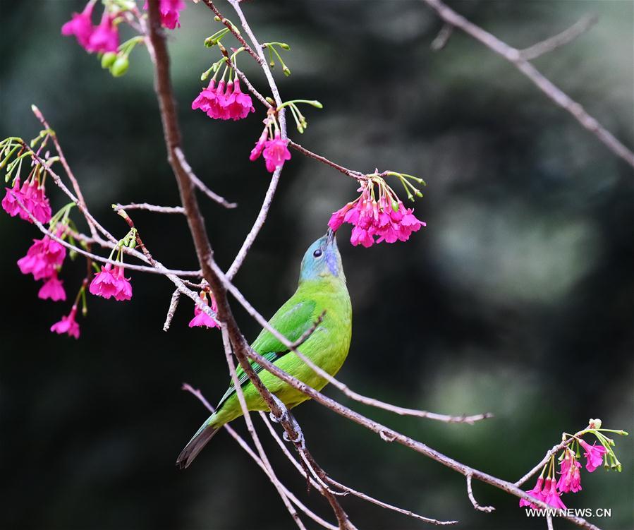 Birds collect nectar in Fuzhou, Southeast China