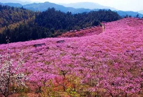 Panorama of flowery Fujian