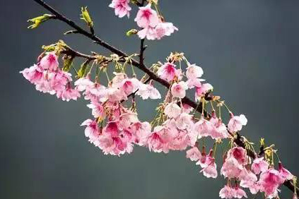 Panorama of flowery Fujian