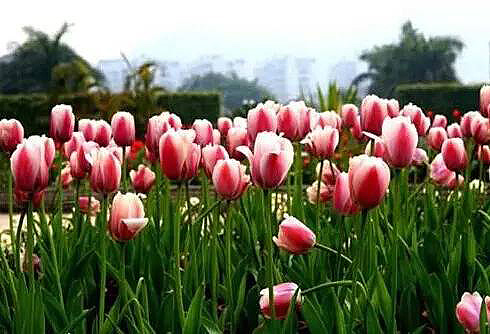 Panorama of flowery Fujian