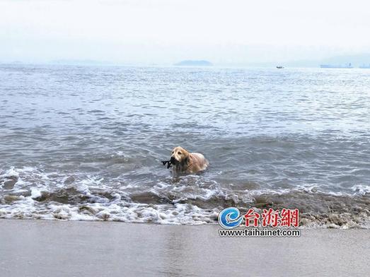 Dog dedicates itself to cleaning waste along Xiamen beach