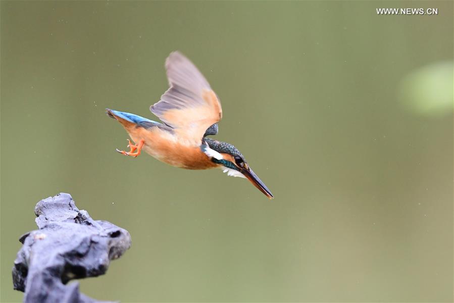 Kingfisher catches fish in SE China's Fuzhou