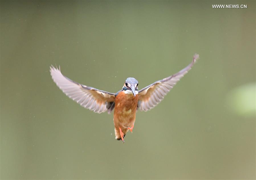 Kingfisher catches fish in SE China's Fuzhou