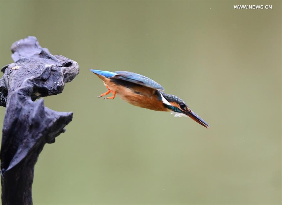 Kingfisher catches fish in SE China's Fuzhou