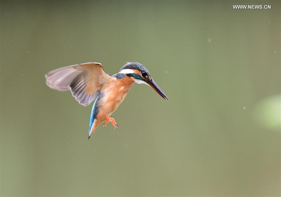 Kingfisher catches fish in SE China's Fuzhou