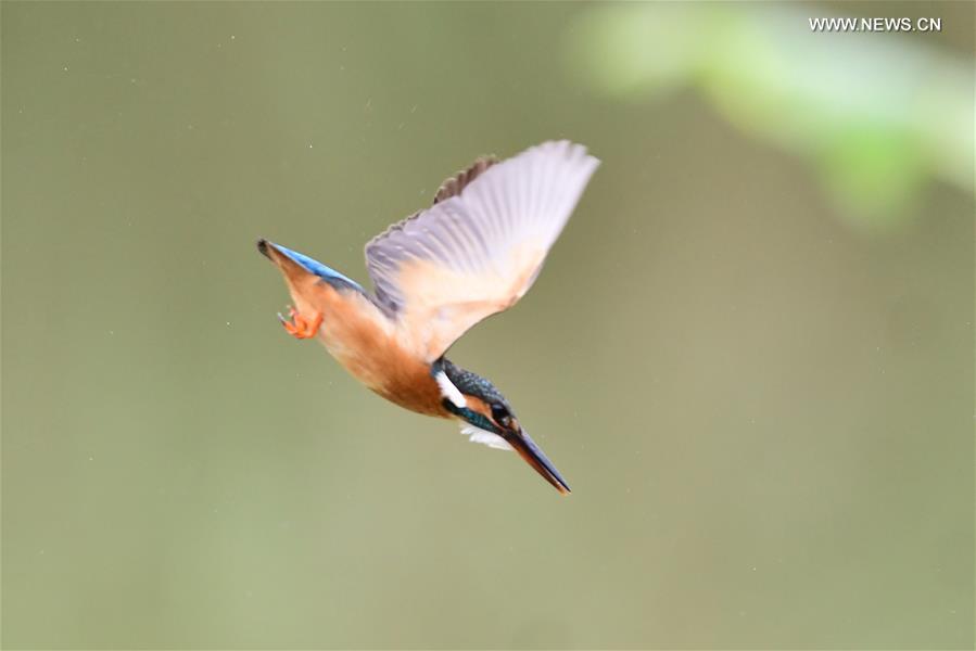 Kingfisher catches fish in SE China's Fuzhou