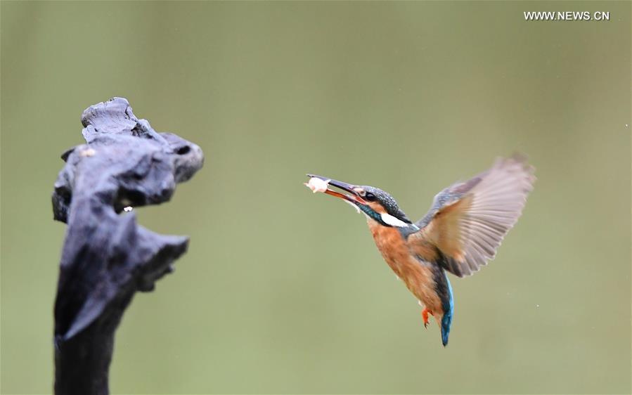 Kingfisher catches fish in SE China's Fuzhou