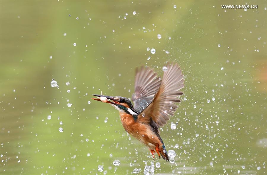 Kingfisher catches fish in SE China's Fuzhou