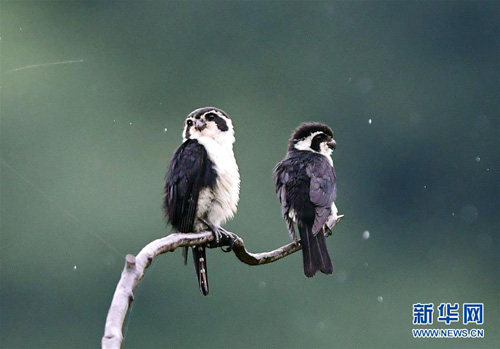 Hefei-Fuzhou railway becomes bird watching paradise