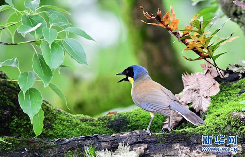 Hefei-Fuzhou railway becomes bird watching paradise