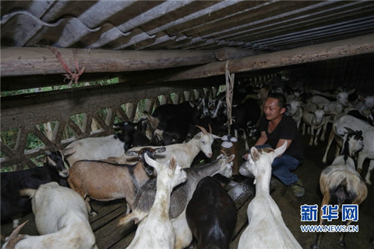 Goat changes the lives of family