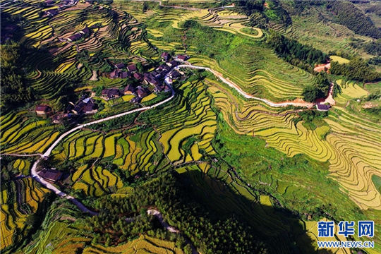 Magnificent rice terraces turn golden in Fujian