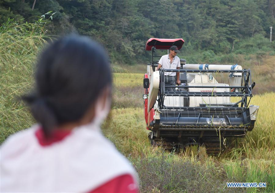 Migrant workers' life during harvest season