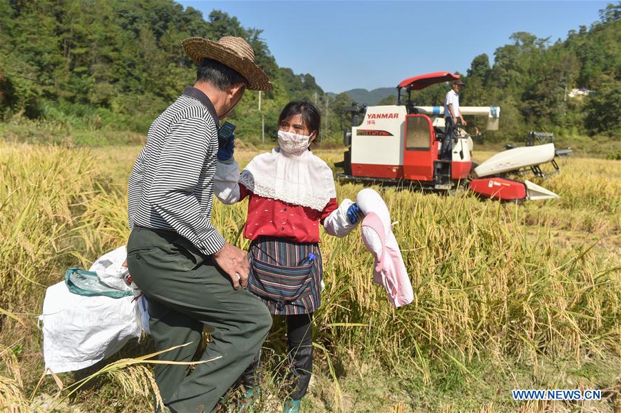 Migrant workers' life during harvest season