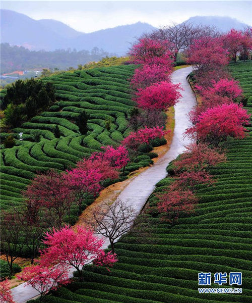 Cherry blossoms make tea garden a hit tourist destination