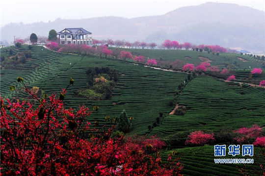 Cherry blossoms make tea garden a hit tourist destination