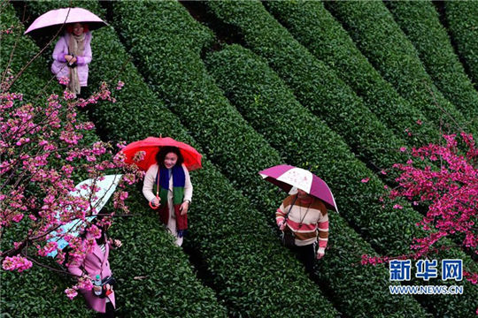 Cherry blossoms make tea garden a hit tourist destination