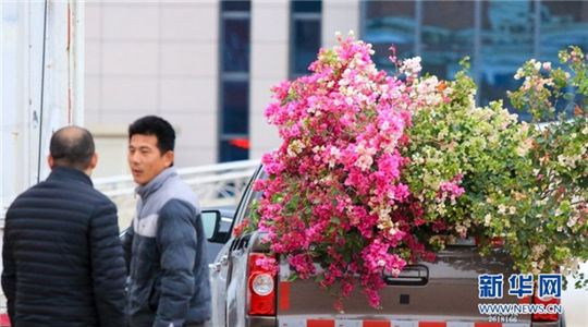 In pics: blossom-adorned Zhangzhou