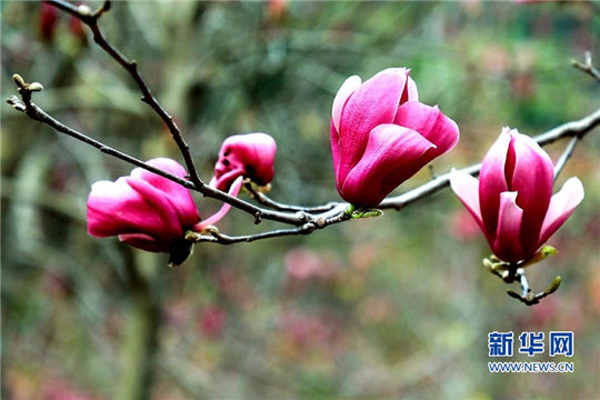 In pics: fully-bloomed magnolia flowers in Fujian