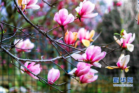 In pics: fully-bloomed magnolia flowers in Fujian