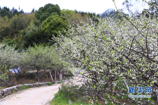 In pics: Blooming peach blossoms in Yongtai