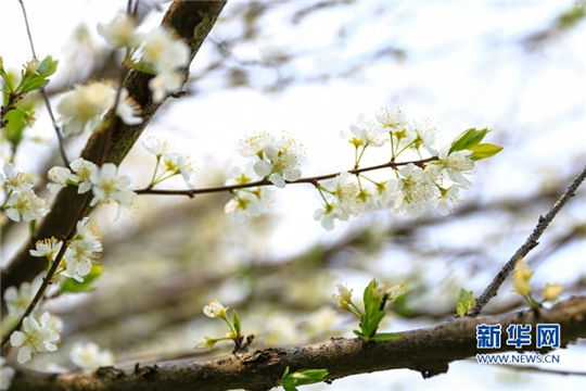 In pics: Blooming peach blossoms in Yongtai