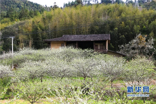 In pics: Blooming peach blossoms in Yongtai