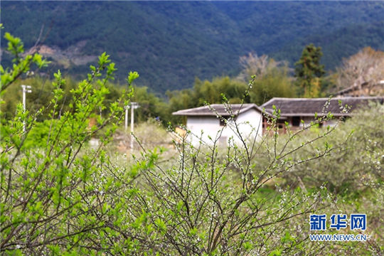 In pics: Blooming peach blossoms in Yongtai