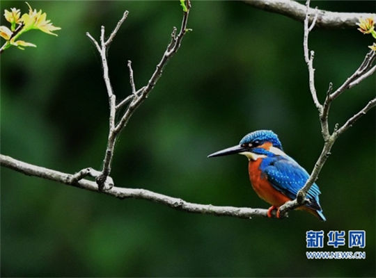 In pics: Spring, birds and old trees