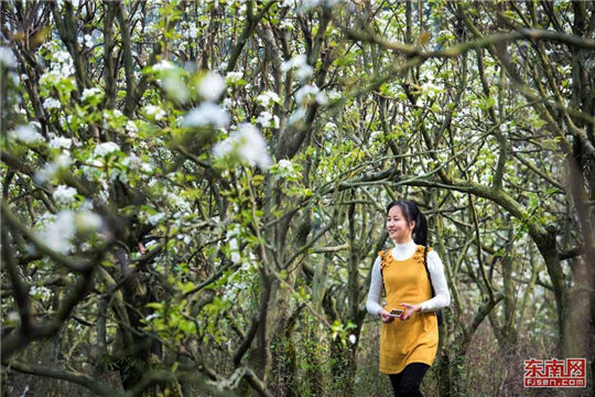 In pics: fully-bloomed pear blossoms in rural Quanzhou