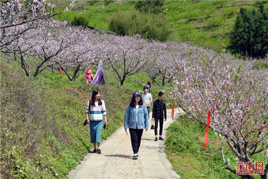 In pics: Peach blossom festival in northern Fujian