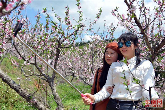 In pics: Peach blossom festival in northern Fujian