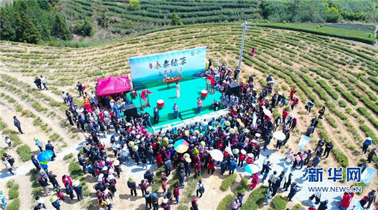 Festival fuels tea industry growth