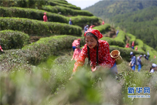 Festival fuels tea industry growth