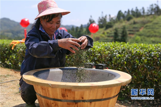 Festival fuels tea industry growth