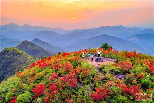 Azalea flowers fully bloom in Sanming