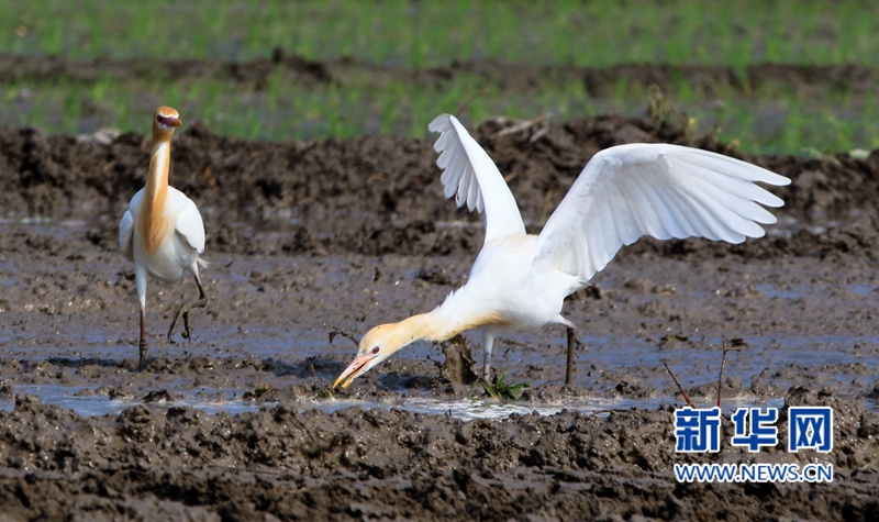 In pics: Cattle egrets forage in fields