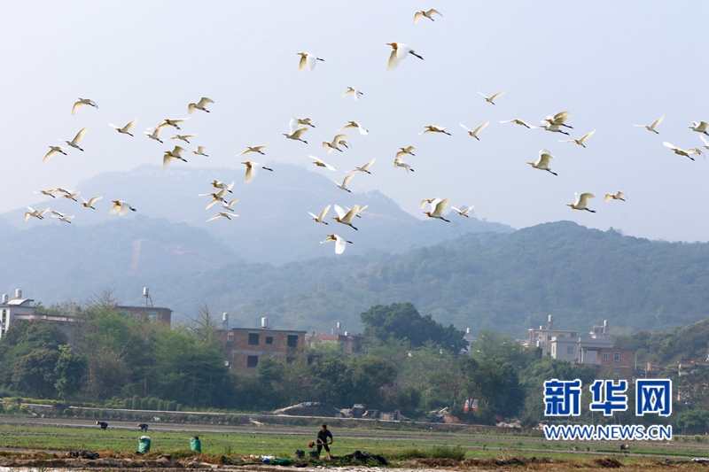 In pics: Cattle egrets forage in fields