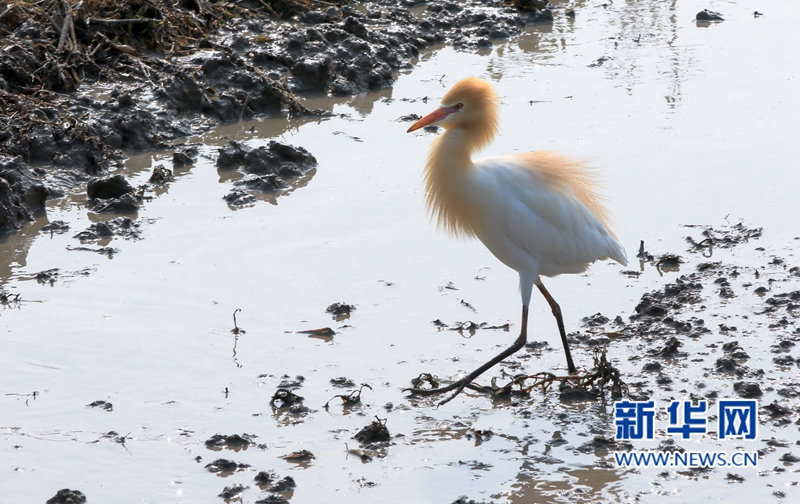 In pics: Cattle egrets forage in fields