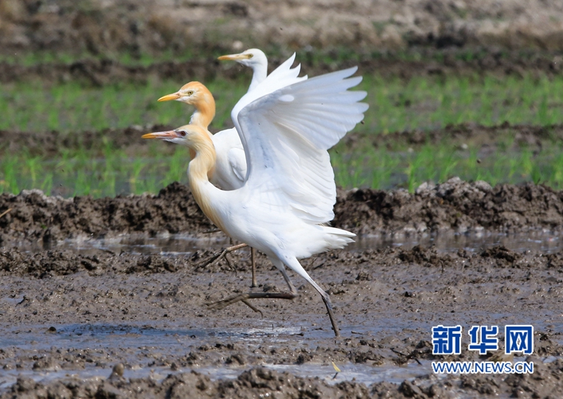 In pics: Cattle egrets forage in fields