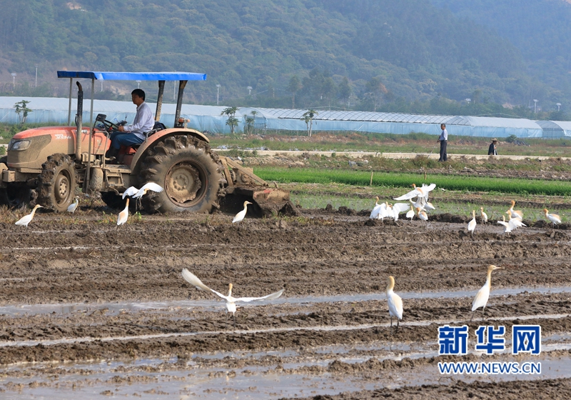 In pics: Cattle egrets forage in fields