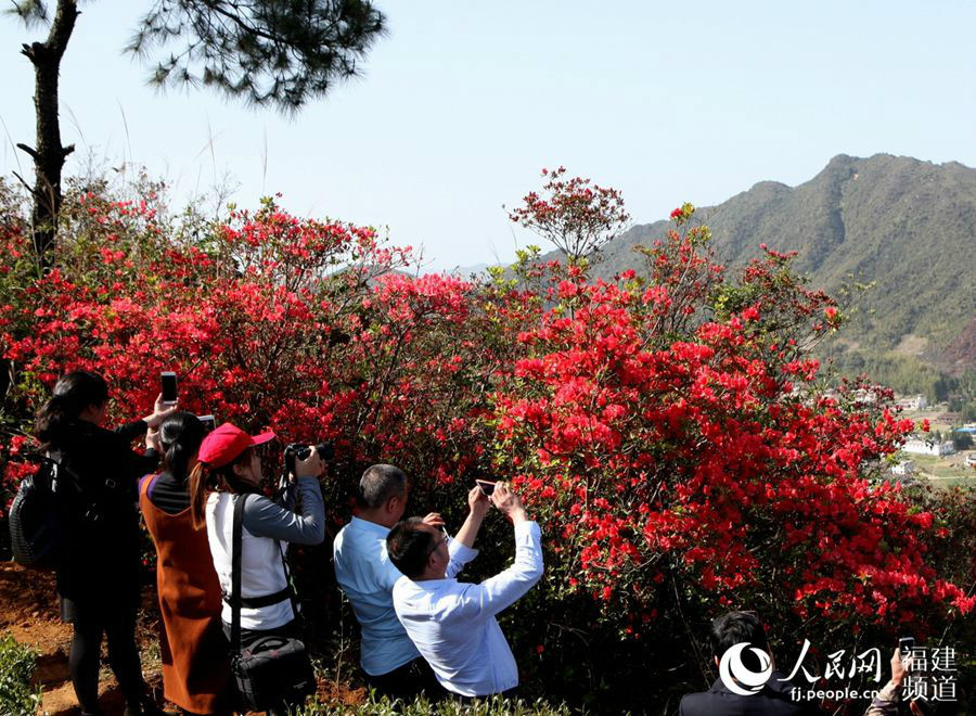 Wild azalea blossoms dazzle visitors